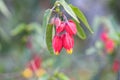 Trailing Abutilon megapotamicum budding red-yellow flowers